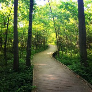 Ritchey Woods Swamp Trail in Summer